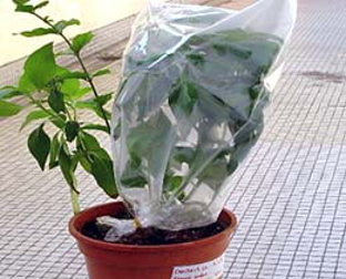 plant.png plant.png